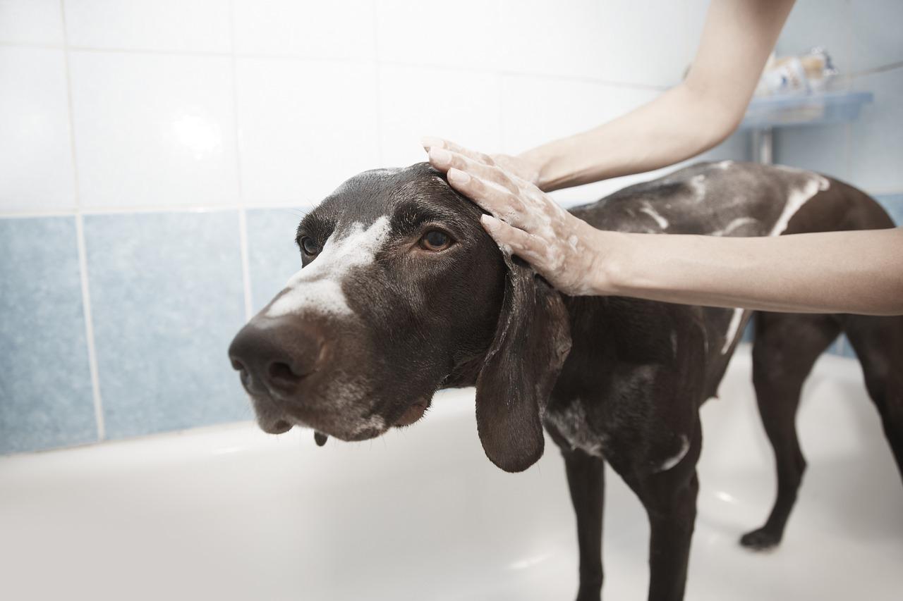 Large dog being washed in a clean bathing area.