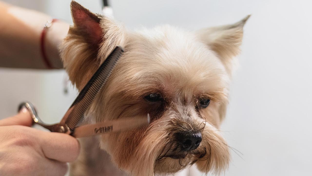 Close-up of dog coat care during grooming.